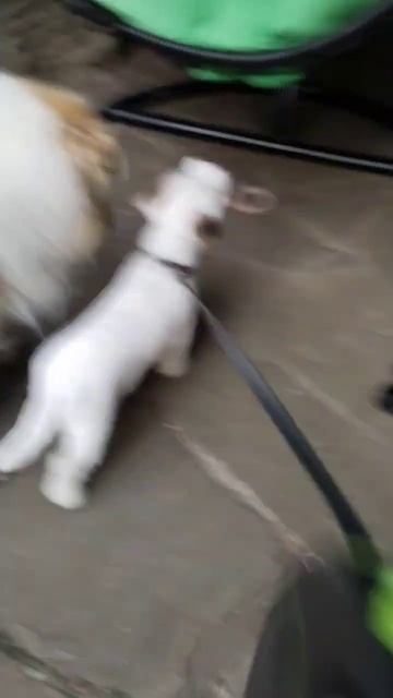 в гостях у Ники #втоп #щенок #щенокисобака смотреть онлайн