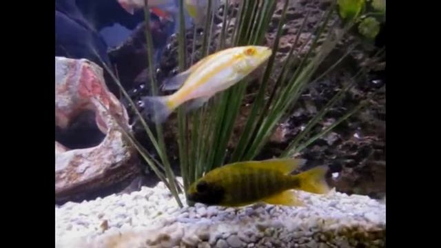 malawi cichlids смотреть онлайн