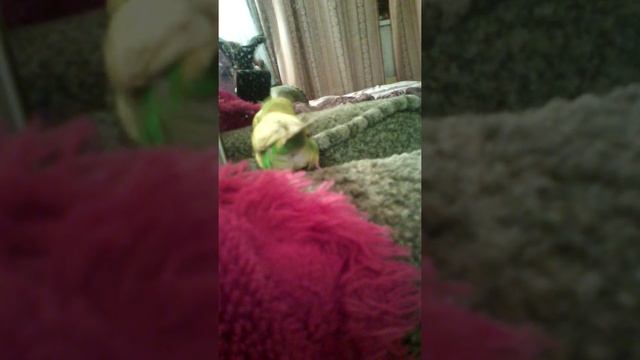 Это gel Д попугай он супер смотреть онлайн