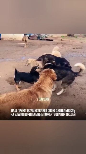ФАКТЫ О ПРИЮТЕ ГВАРДИЯ #приютгвардия #приютдлясобак  #приютдлябездомныхживотных #факты