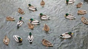 Настоящая зима пришла 07.02.25.