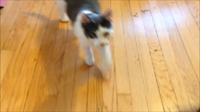 Piddly Kids, Big Monsters Fan Video смотреть онлайн