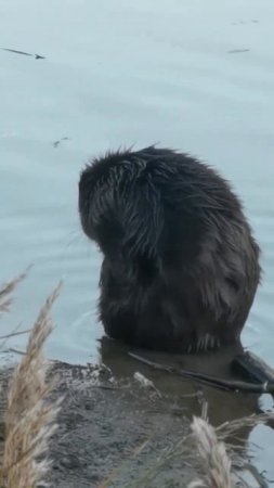 А вы когда нибудь видели как купается бобёр?