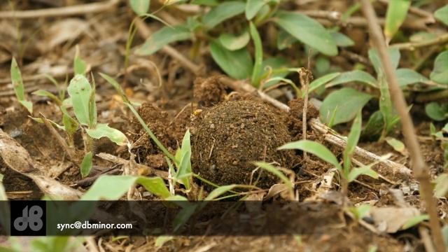 Dung beetle on the go - Warm Milk At Midnight (documentary music) #onestop смотреть онлайн