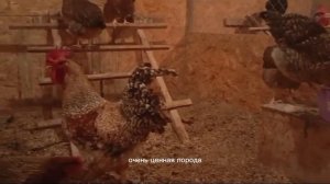 Билефельдер Криль, Виандот Серебро, Павловское Серебро в моём хозяйстве.