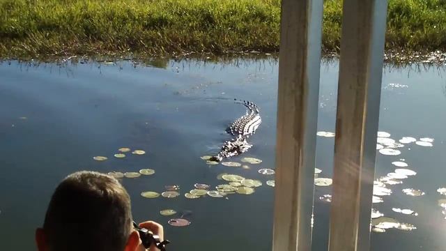 Un crocodile "saltie" sur la Yellow Water au Kakadu National Park смотреть онлайн
