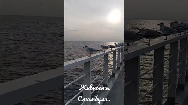 Животные Стамбула. #животные #природатурции