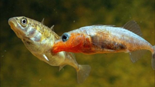 Bringin' Stickleback смотреть онлайн