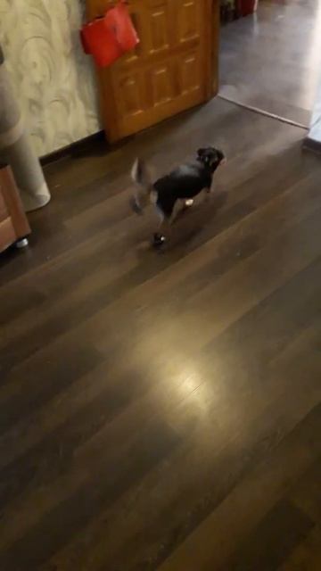 Новые резиновые сапожки!!!🤣🤣🤣 смотреть онлайн