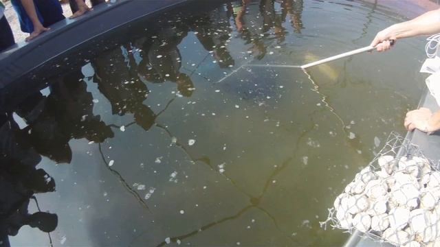 Carcinicultura; Aula Prática #1 (Litopenaeus vannamei, Macrobrachium carcinus) смотреть онлайн