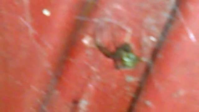 Araña Latrodectus geométricus sp. Reynosa, México. смотреть онлайн