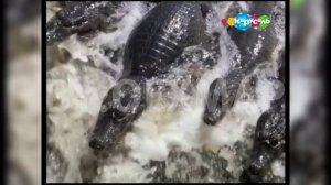 ВСЕ ВАРИАНТЫ АНОНСА КАРУСЕЛЬ ЖИЗНЬ ЗАМЕЧАТЕЛЬНЫХ ЗВЕРЕЙ