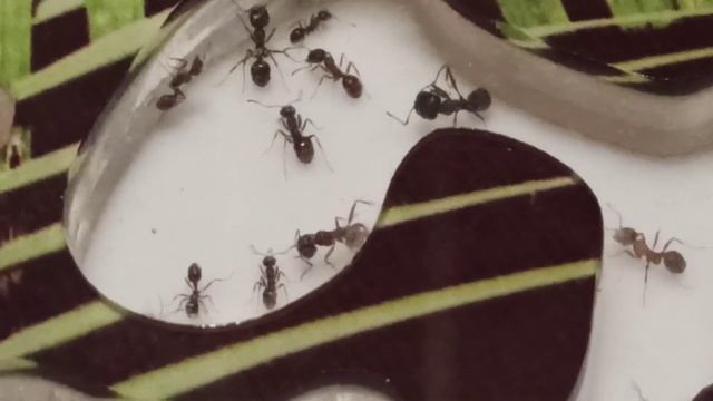 Моих две колонии муравьёв жнецов вида Месор структор Жнець моя Муравьина ферма спустя 1 год смотреть онлайн