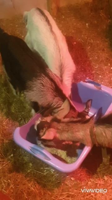 Приятного аппетита! #shorts смотреть онлайн