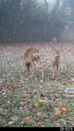 Быстрые косули #nature #wildlife #deer #animals #животные #birds #bucks #cat