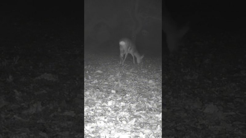 Ночь,  упал туман #nature #дикаяприрода #trailcamfootage #wildlife #bucks #trailcamera  #trailcam