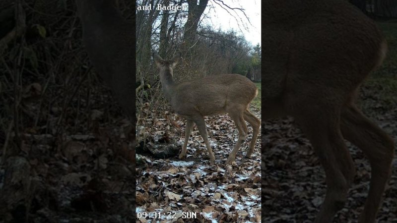 Они повсюду, я слышу их #животные #wildlife #trailcamfootage #дикаяприрода #тикток #animals #deer