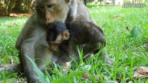 Baby Monkey Thona Crying to Beg Milk Her Mom, Alpha Monkey Tara Wants Wean Milk Her Baby Thona