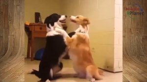 Обнимашки животных .  Animal hugs