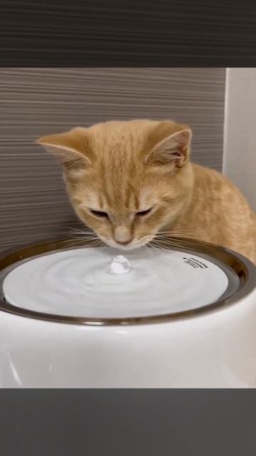 Питьевой фонтан для кошек и собак 🐱 #petkit #котпьет #здоровьепитомца #питьевойфонтан