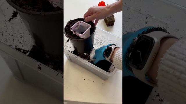 Бегония 🌺 Очень красивая, яркая и капризная дама!