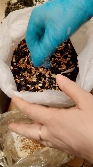 ЧТО ТАКОЕ МИЦЕЛИЙ,А ЧТО ГРИБНЫЕ БЛОКИ смотреть онлайн