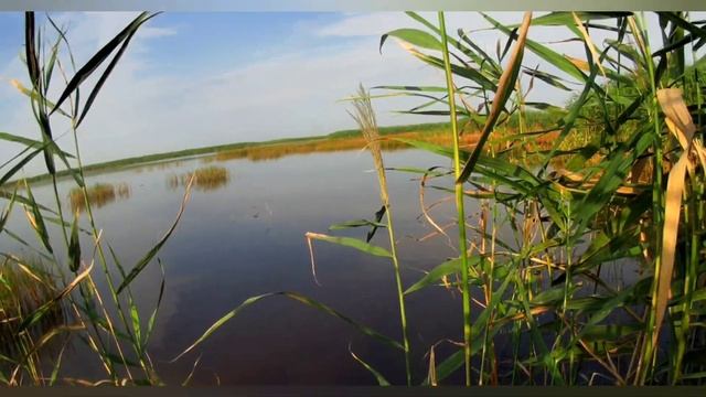 Охота на утку. До последнего патрона! Утрянка. Сезон-2021 смотреть онлайн