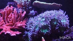 Ксения пульсирующая и др.