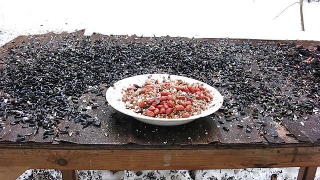 MVI 2452 Сойка Малыш Сойер, Песня 1 апреля смотреть онлайн