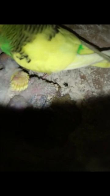 love birds small babies and there eggs love birds chipplingsound #lovebirds смотреть онлайн