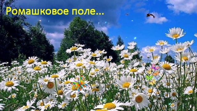 Ромашковое поле... ДУША К ДУШЕ