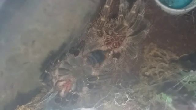 Grammostola Pulchripes (Chaco Golden Knee) | Than Vlogs смотреть онлайн
