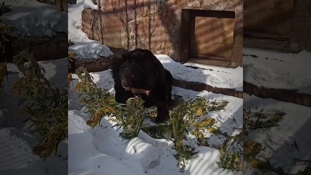 15 марта 2021 года проснулся медведь. смотреть онлайн