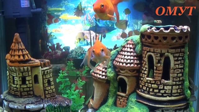 181.СВОДИМ БОЛЕЗНЬ НА МУРАВЕЙНИК...И ВАШИ КОММЕНТЫ...
