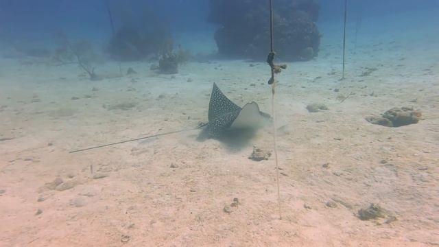 Roatan Eagle Rays смотреть онлайн