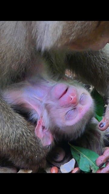 Newborn baby Flora #shortsvideo #newbornbaby #babyanimal #monkylifeinnatural #animals смотреть онлайн