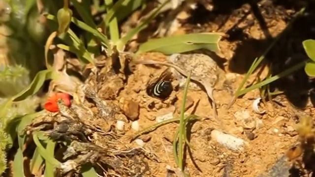 Odynerus melanocephalus nest digging смотреть онлайн