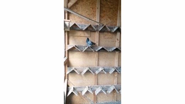 Все на кормёшку!!! Краткий обзор голубей Sergej и Alex Peters. Сиреневые, Таджикские и Тасманы. смотреть онлайн