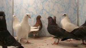 Поющие и смеющиеся Голуби Армении 4