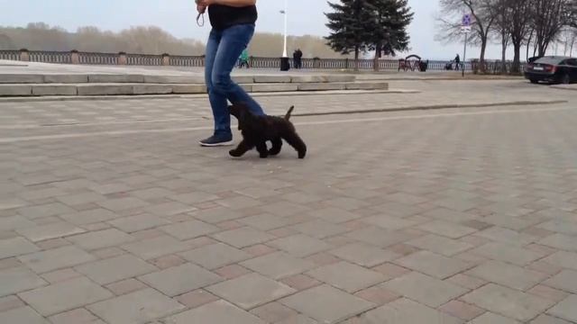 Chocolate boy, 3 m, (Matvey&Tiffani) смотреть онлайн