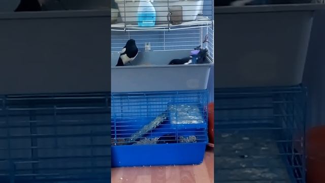 Святая сорочинная троица. смотреть онлайн