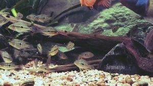 Мальки - гибриды цихлазом Меека и Никарагуанской, 4 месяца