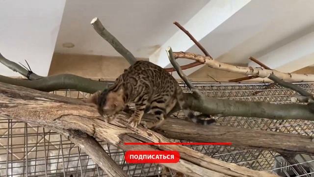 БЕНГАЛЬСКИЕ КОТЯТА в ГАРМОНИЧНОМ ОКРАСЕ