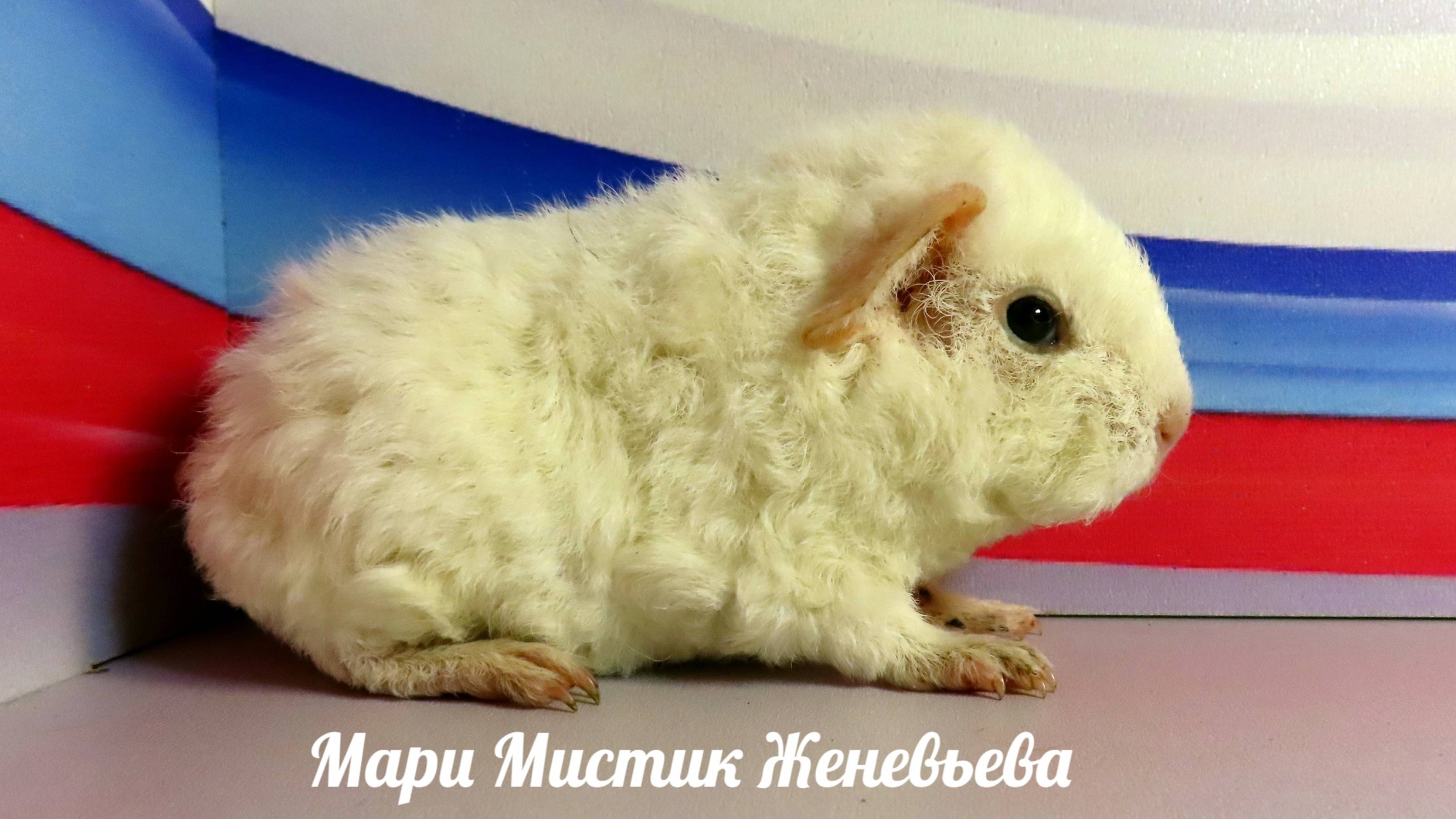 Остаётся с нами Мари Мистик Женевьева дочь Веснушки и Марселя #морскаясвинка #американский_тедди