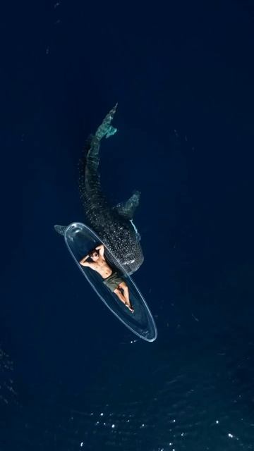 🐟🐟🐟🌊 смотреть онлайн