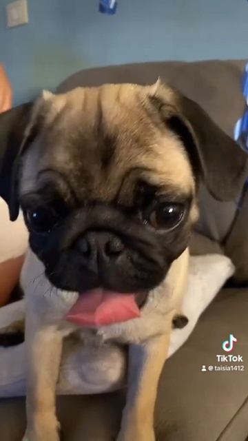 Хозяйка,где кошка??? смотреть онлайн