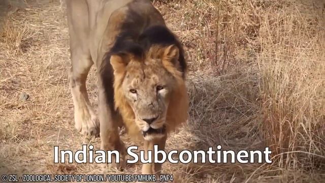 MOST UNIQUE LIONS IN THE WORLD смотреть онлайн