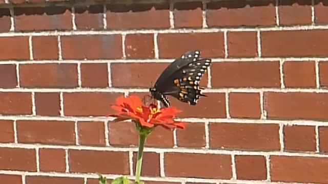 Papilio Polyxenes The Black Swallowtail Butterfly смотреть онлайн