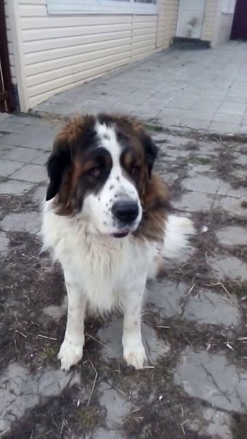 #московскаясторожевая #милаясобака #собака #овчарка #dog #cutedog #пёс #cute Московская сторожевая смотреть онлайн