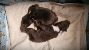 В Центре Пажетновых появились первенцы - два новорожденных медвежонка-сироты из Карелии